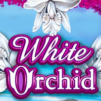 White Orchid