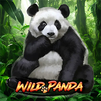 Wild Panda